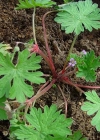Einzelbild 2 Kleiner Storchschnabel - Geranium pusillum