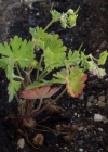 Einzelbild 3 Kleiner Storchschnabel - Geranium pusillum