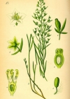 Einzelbild 3 Pyrenäen-Bergflachs - Thesium pyrenaicum