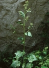 Einzelbild 2 Bastard-Gänsefuss - Chenopodium hybridum