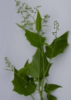 Einzelbild 3 Bastard-Gänsefuss - Chenopodium hybridum