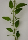Einzelbild 2 Vielsamiger Gänsefuss - Chenopodium polyspermum