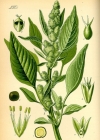 Einzelbild 3 Zurückgekrümmter Amarant - Amaranthus retroflexus