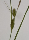 Einzelbild 4 Behaarte Segge - Carex hirta