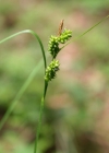 Einzelbild 2 Bleiche Segge - Carex pallescens