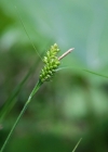 Einzelbild 1 Bleiche Segge - Carex pallescens