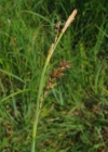 Einzelbild 4 Hirsen-Segge - Carex panicea