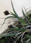 Einzelbild 3 Kleine Trauer-Segge - Carex parviflora