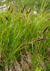 Einzelbild 1 Immergrüne Segge - Carex sempervirens