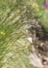 Einzelbild 3 Immergrüne Segge - Carex sempervirens