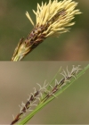 Einzelbild 4 Immergrüne Segge - Carex sempervirens