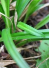 Einzelbild 3 Wald-Segge - Carex sylvatica
