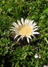 Einzelbild 2 Silberdistel - Carlina acaulis