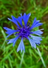 Einzelbild 3 Kornblume - Centaurea cyanus