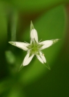 Einzelbild 3 Moor-Sternmiere - Stellaria alsine