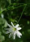 Einzelbild 1 Gras-Sternmiere - Stellaria graminea