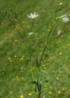 Einzelbild 2 Gras-Sternmiere - Stellaria graminea