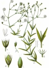 Einzelbild 4 Gras-Sternmiere - Stellaria graminea