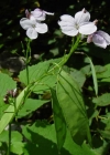 Einzelbild 1 Wilde Mondviole - Lunaria rediviva