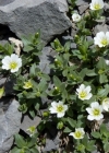 Einzelbild 2 Breitblättriges Hornkraut - Cerastium latifolium