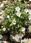 Einzelbild 3 Breitblättriges Hornkraut - Cerastium latifolium