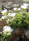 Einzelbild 4 Breitblättriges Hornkraut - Cerastium latifolium