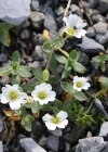 Einzelbild 1 Breitblättriges Hornkraut - Cerastium latifolium