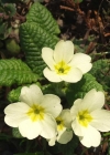 Einzelbild 2 Stängellose Schlüsselblume - Primula acaulis