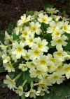 Einzelbild 3 Stängellose Schlüsselblume - Primula acaulis