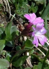 Einzelbild 2 Ganzblättrige Primel - Primula integrifolia