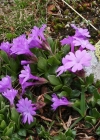 Einzelbild 3 Ganzblättrige Primel - Primula integrifolia