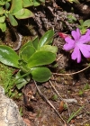 Einzelbild 4 Ganzblättrige Primel - Primula integrifolia