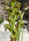 Einzelbild 3 Zwergorchis - Chamorchis alpina