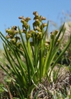 Einzelbild 1 Zwergorchis - Chamorchis alpina