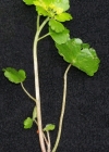 Einzelbild 2 Wechselblättriges Milzkraut - Chrysosplenium alternifolium