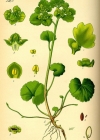 Einzelbild 3 Wechselblättriges Milzkraut - Chrysosplenium alternifolium