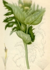 Einzelbild 3 Kohldistel - Cirsium oleraceum