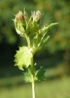Einzelbild 4 Kohldistel - Cirsium oleraceum