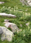 Einzelbild 3 Alpen-Kratzdistel - Cirsium spinosissimum