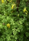 Einzelbild 4 Gelber Lerchensporn - Corydalis lutea