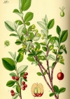 Einzelbild 2 Kahle Steinmispel - Cotoneaster integerrimus