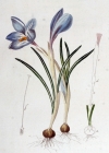 Einzelbild 2 Frühlings-Krokus - Crocus albiflorus