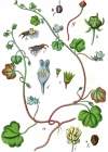 Einzelbild 3 Zimbelkraut - Cymbalaria muralis