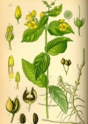 Einzelbild 3 Gemeiner Gilbweiderich - Lysimachia vulgaris