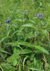 Einzelbild 2 Kreuzblättriger Enzian - Gentiana cruciata