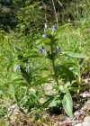 Einzelbild 3 Kreuzblättriger Enzian - Gentiana cruciata