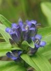 Einzelbild 4 Kreuzblättriger Enzian - Gentiana cruciata