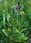 Einzelbild 4 Moorenzian - Swertia perennis