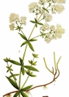 Einzelbild 2 Nordisches Labkraut - Galium boreale