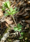 Einzelbild 4 Wald-Labkraut - Galium sylvaticum